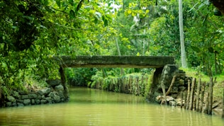 a bridge over a river in the middle of a forest