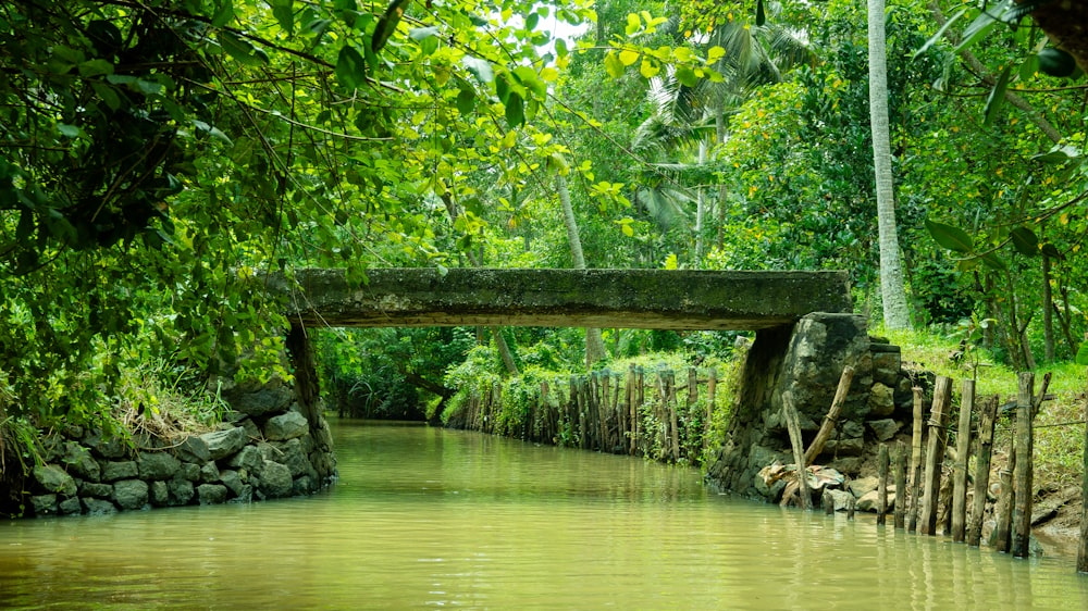 a bridge over a river in the middle of a forest