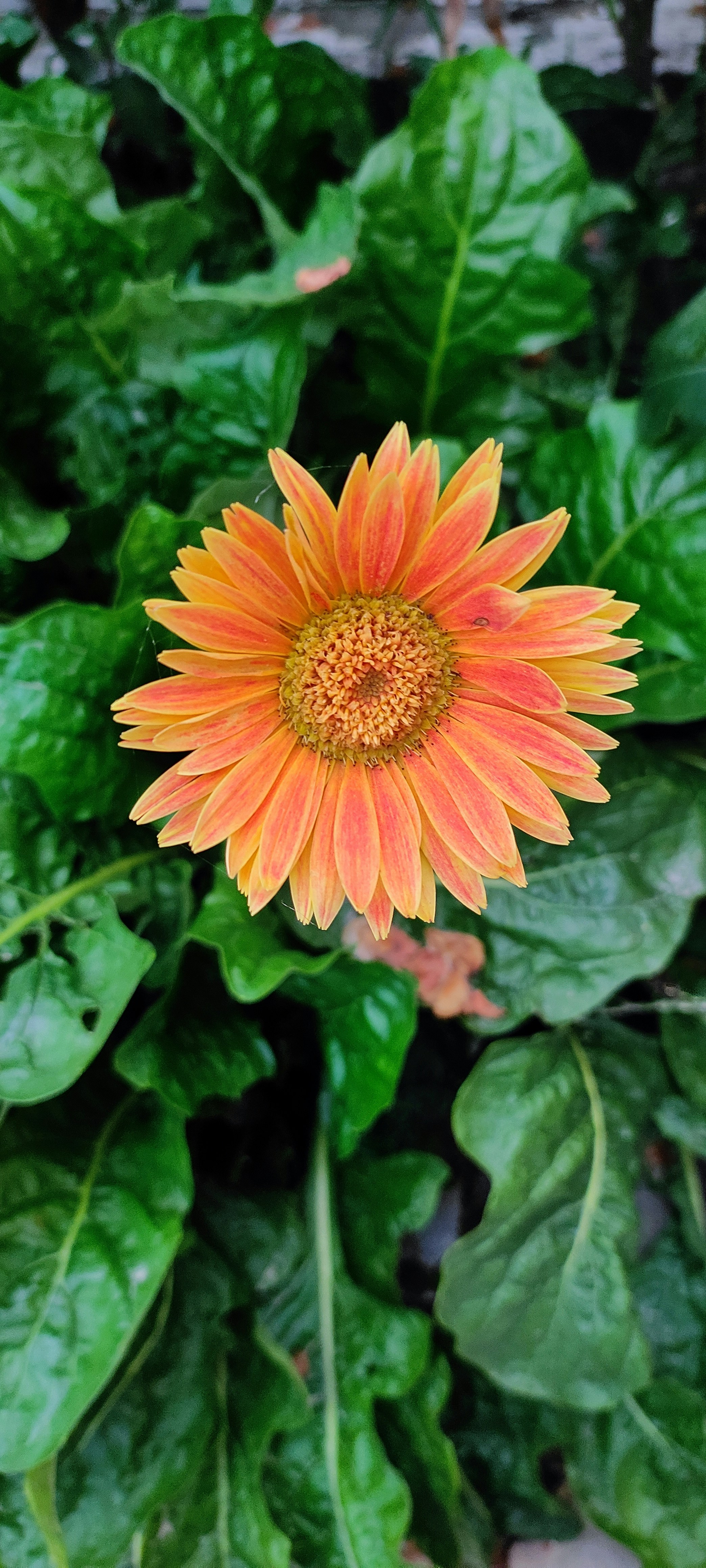 Photo by ashuarunrana