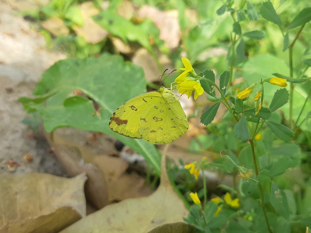 a yellow butterfly sitting on top of a green plant