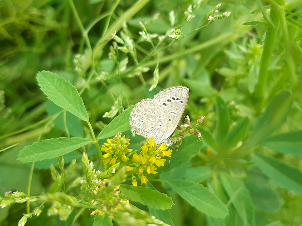 a white butterfly sitting on a yellow flower