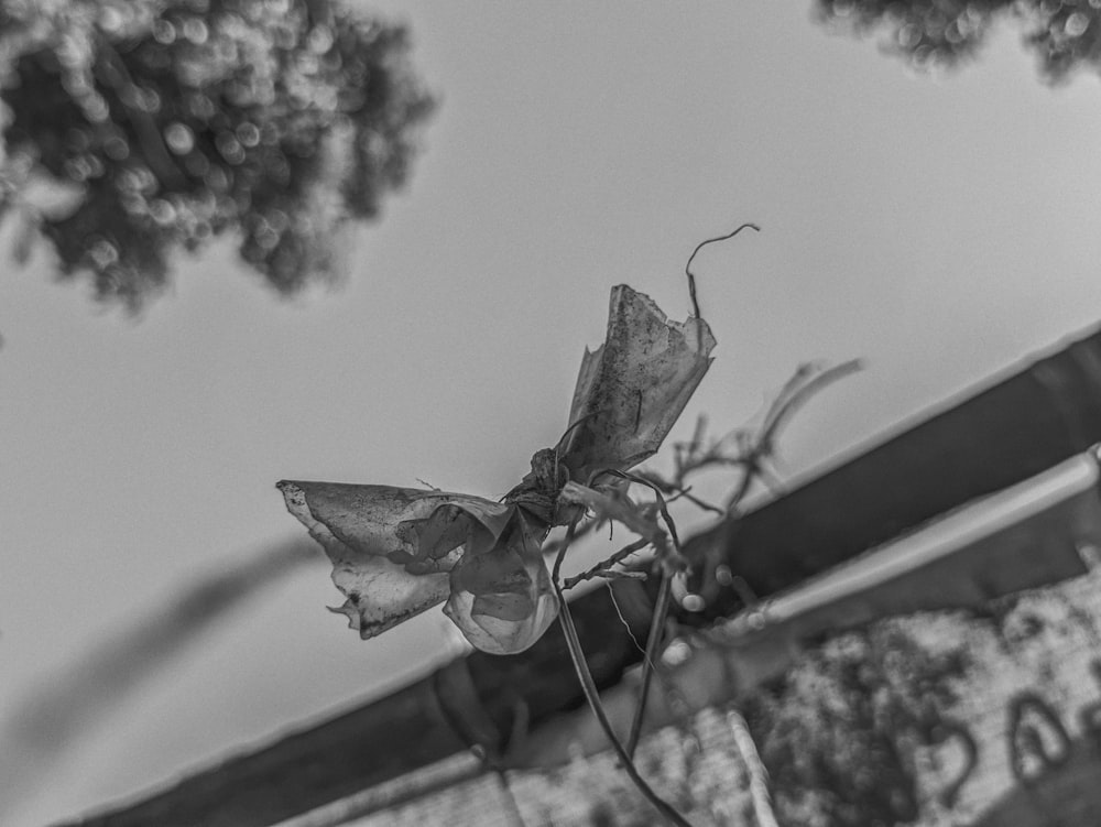 a black and white photo of a flower