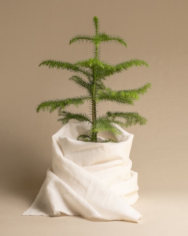 A small, green coniferous tree with lush, symmetrical branches is planted in a pot. The pot is wrapped with white fabric, creating a simple and elegant presentation. The background is a plain, neutral beige color, providing a minimalistic and clean backdrop for the tree.