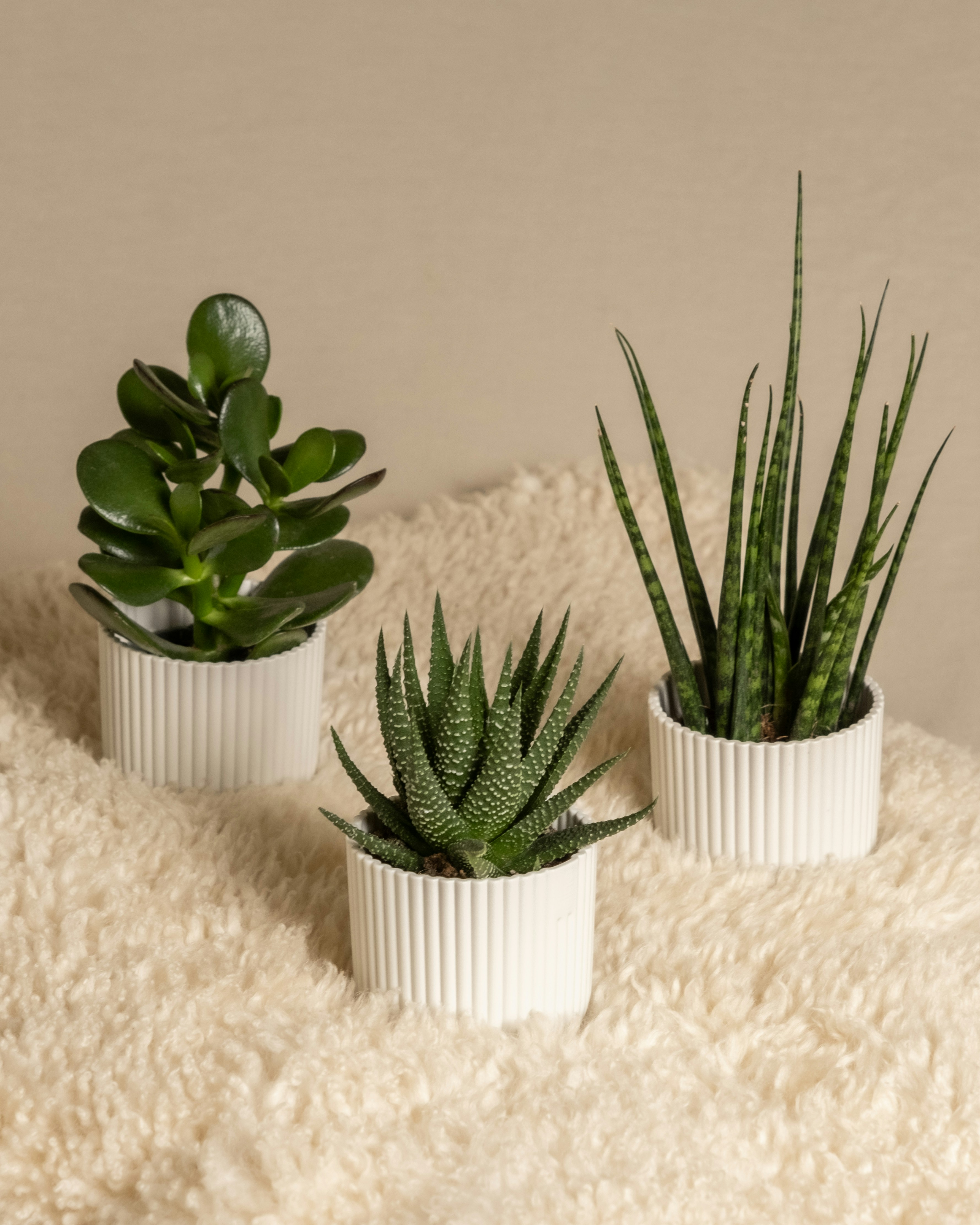 Photo by feeypflanzen