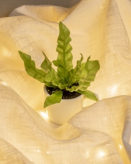 A green potted plant with wavy leaves is centered atop a soft, beige, textured fabric. The plant's vibrant green contrasts with the warm tones of the fabric, while soft lighting enhances the overall warmth and coziness.