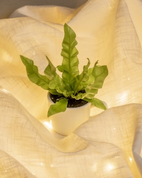 A green potted plant with wavy leaves is centered atop a soft, beige, textured fabric. The plant's vibrant green contrasts with the warm tones of the fabric, while soft lighting enhances the overall warmth and coziness.