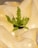 A green potted plant with wavy leaves is centered atop a soft, beige, textured fabric. The plant's vibrant green contrasts with the warm tones of the fabric, while soft lighting enhances the overall warmth and coziness.