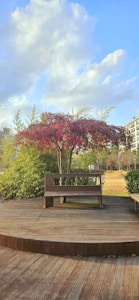 Ash Pine Bench