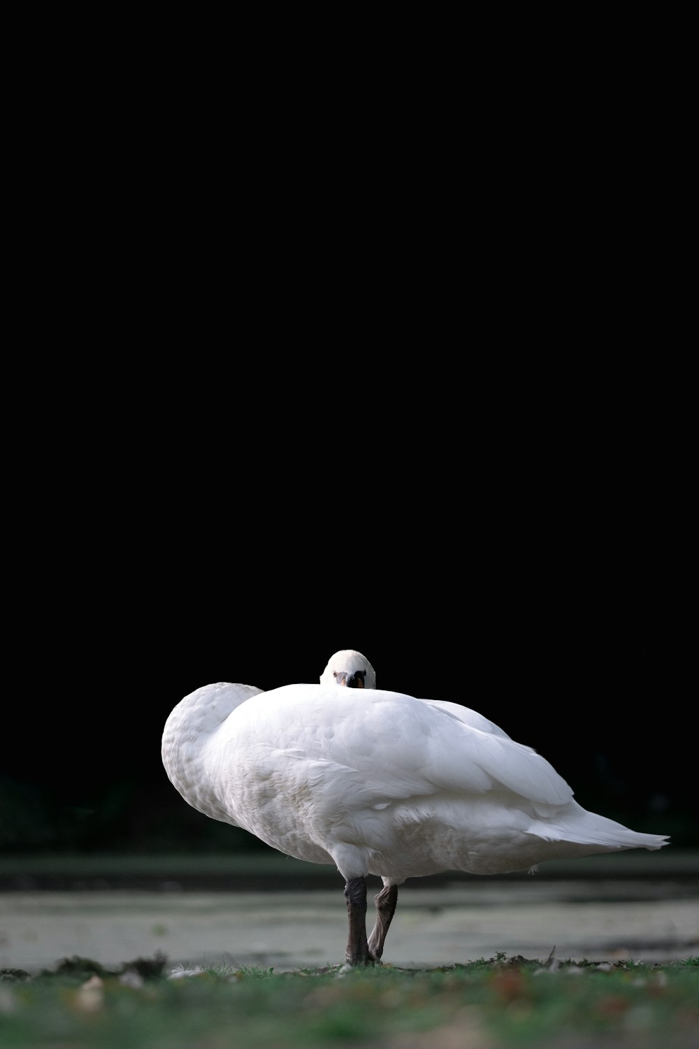 a white bird standing on top of a lush green field