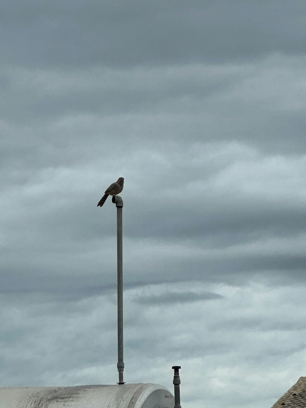 a bird sitting on top of a metal pole