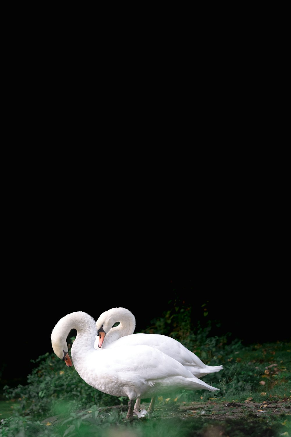 a couple of white swans standing next to each other