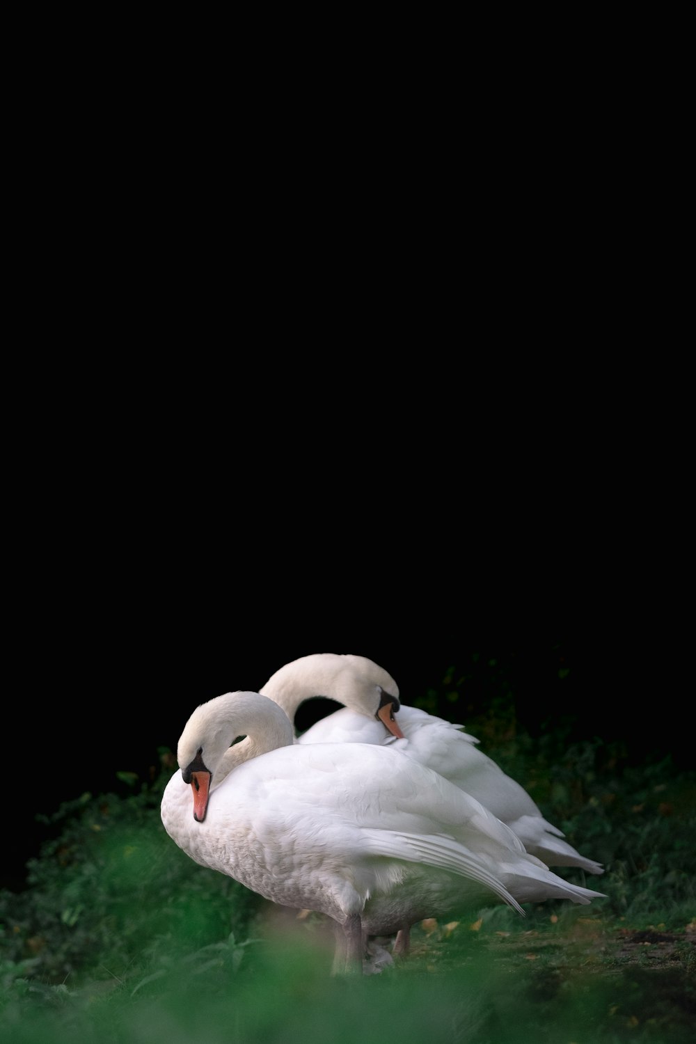 a couple of white birds standing on top of a lush green field