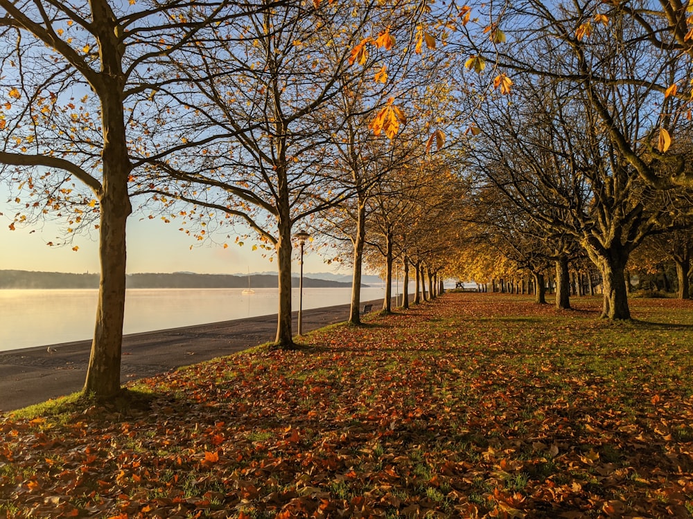 a row of trees next to a body of water