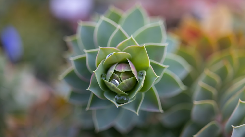 a green plant with drops of water on it