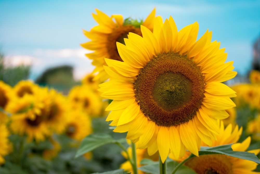 a field of sunflowers with a blue sky in the background