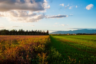 Empordà_Fields