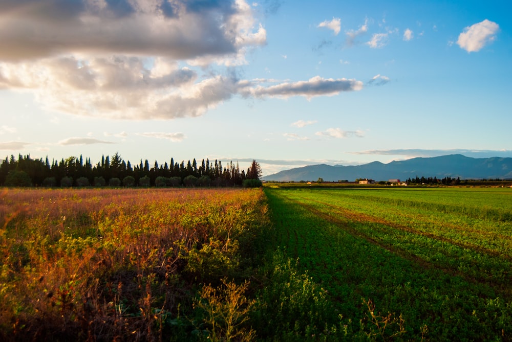 a grassy field with trees and mountains in the background