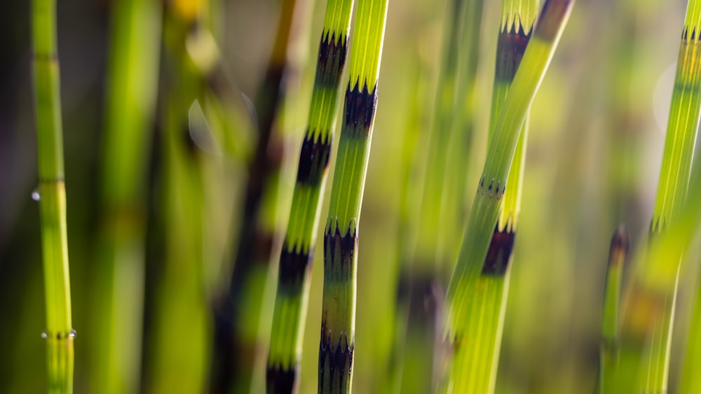 a close up of a bunch of green plants