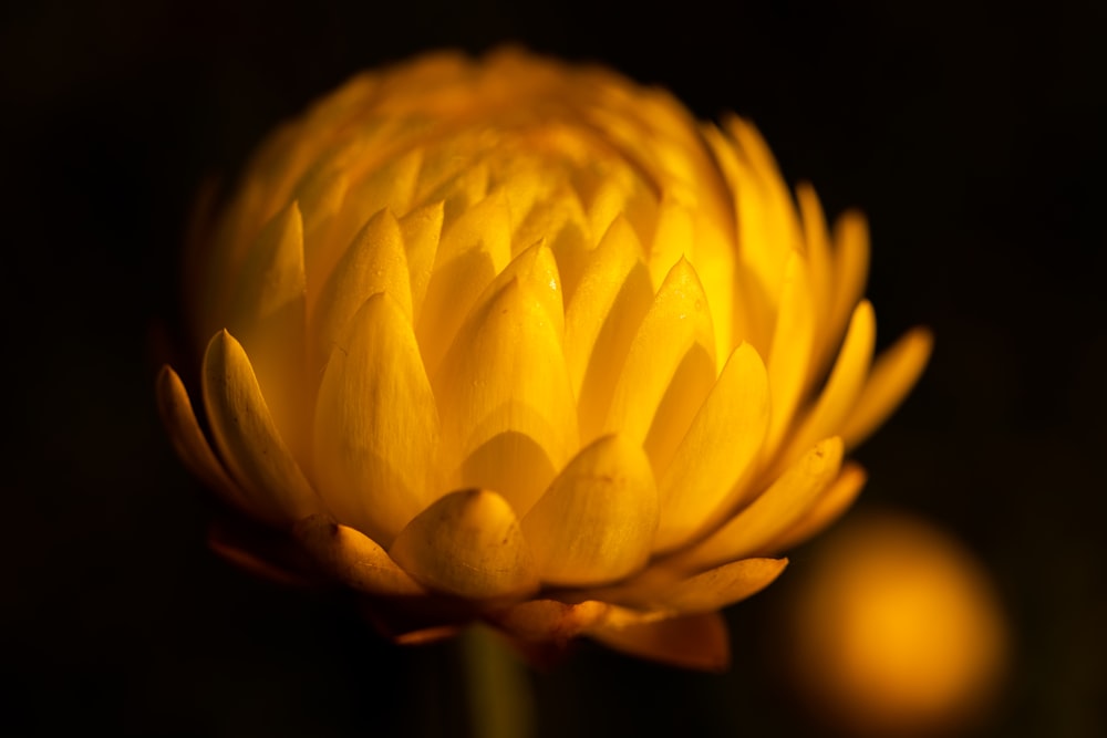 a close up of a yellow flower on a black background