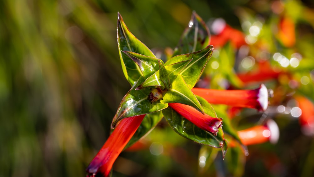 a close up of a plant with red flowers