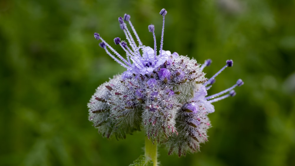 a close up of a purple flower in a field