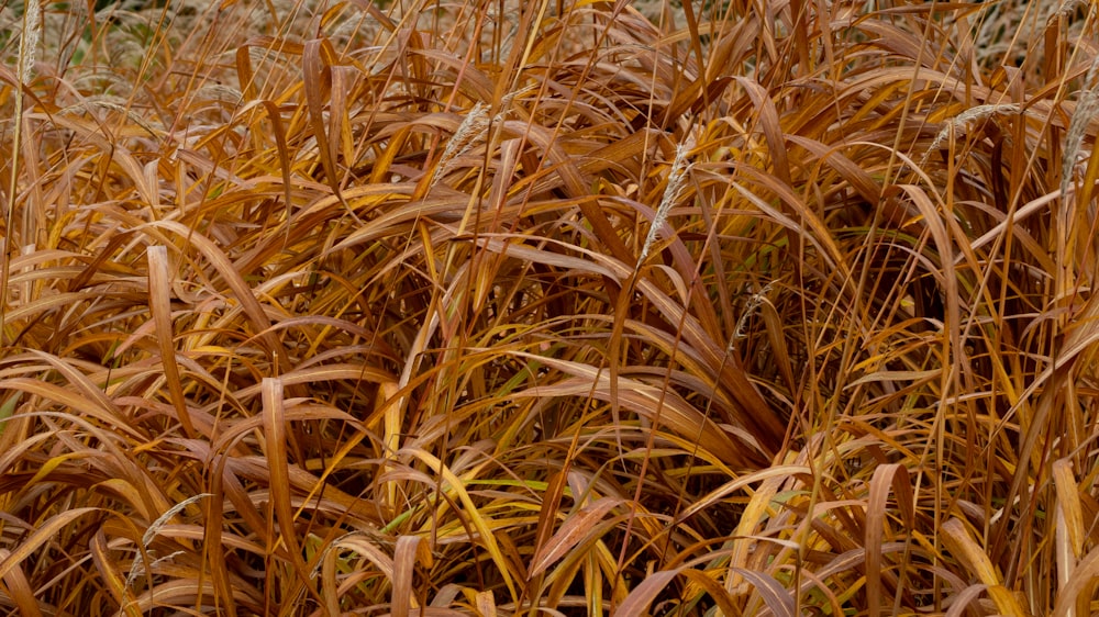 a close up of a field of tall grass