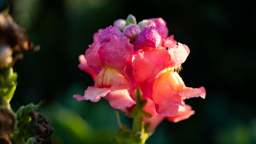 a close up of a pink flower with drops of water on it