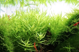 A lush underwater scene with live aquatic plants.