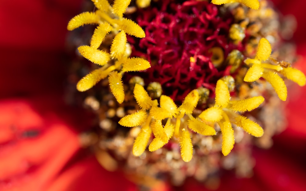 a close up view of a yellow and red flower