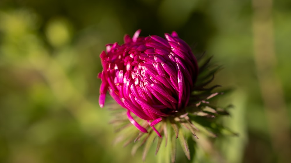 a close up of a pink flower with a blurry background