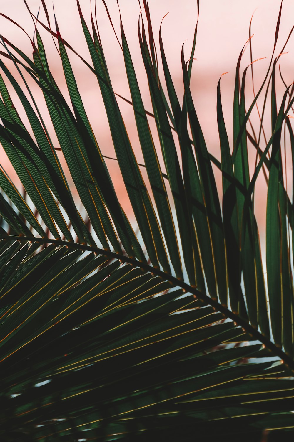 a close up of a palm leaf with a pink sky in the background