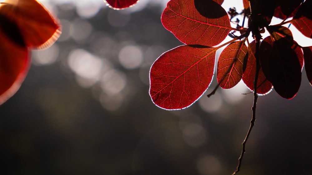 a close up of a red leaf on a tree