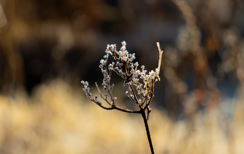 a close up of a plant with frost on it