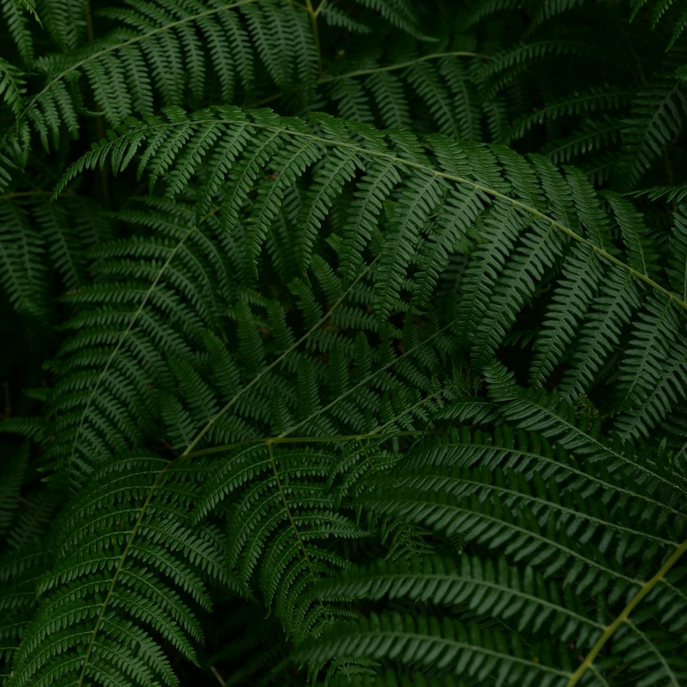 a close up of a green plant with lots of leaves