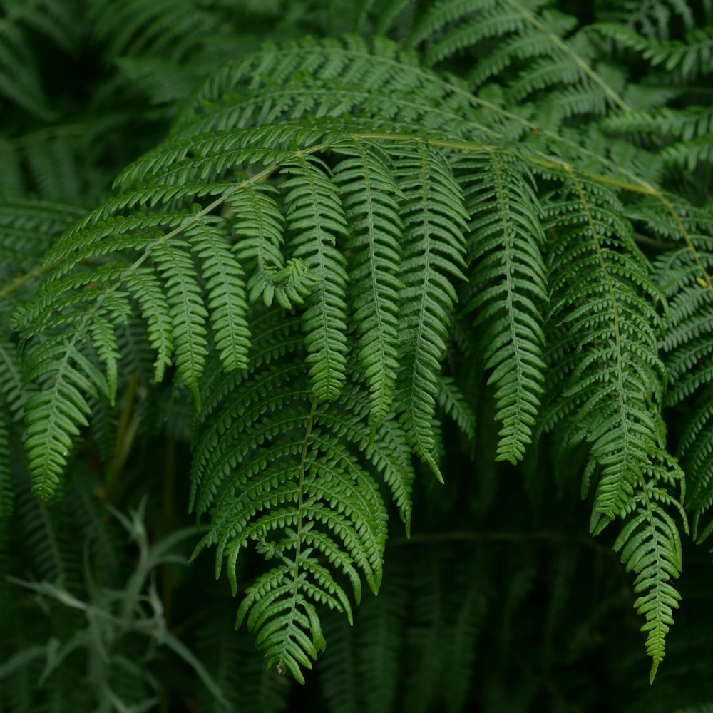 a close up of a green plant with lots of leaves