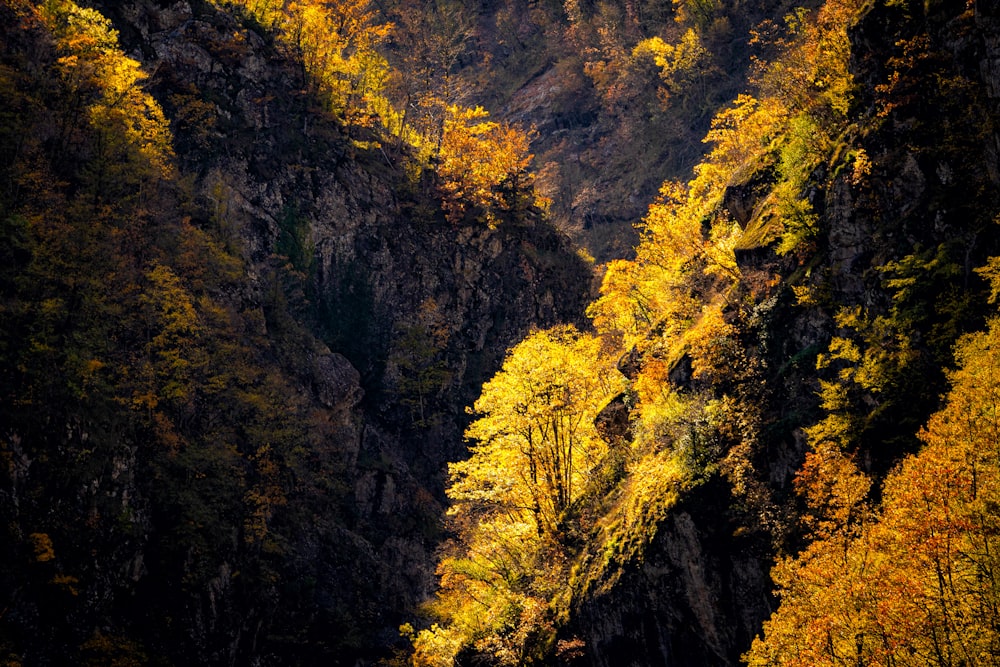 a view of a canyon with yellow and green trees