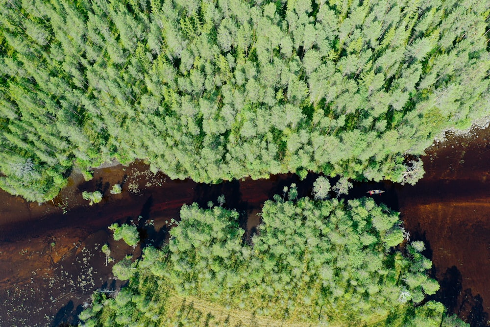 an aerial view of a group of trees