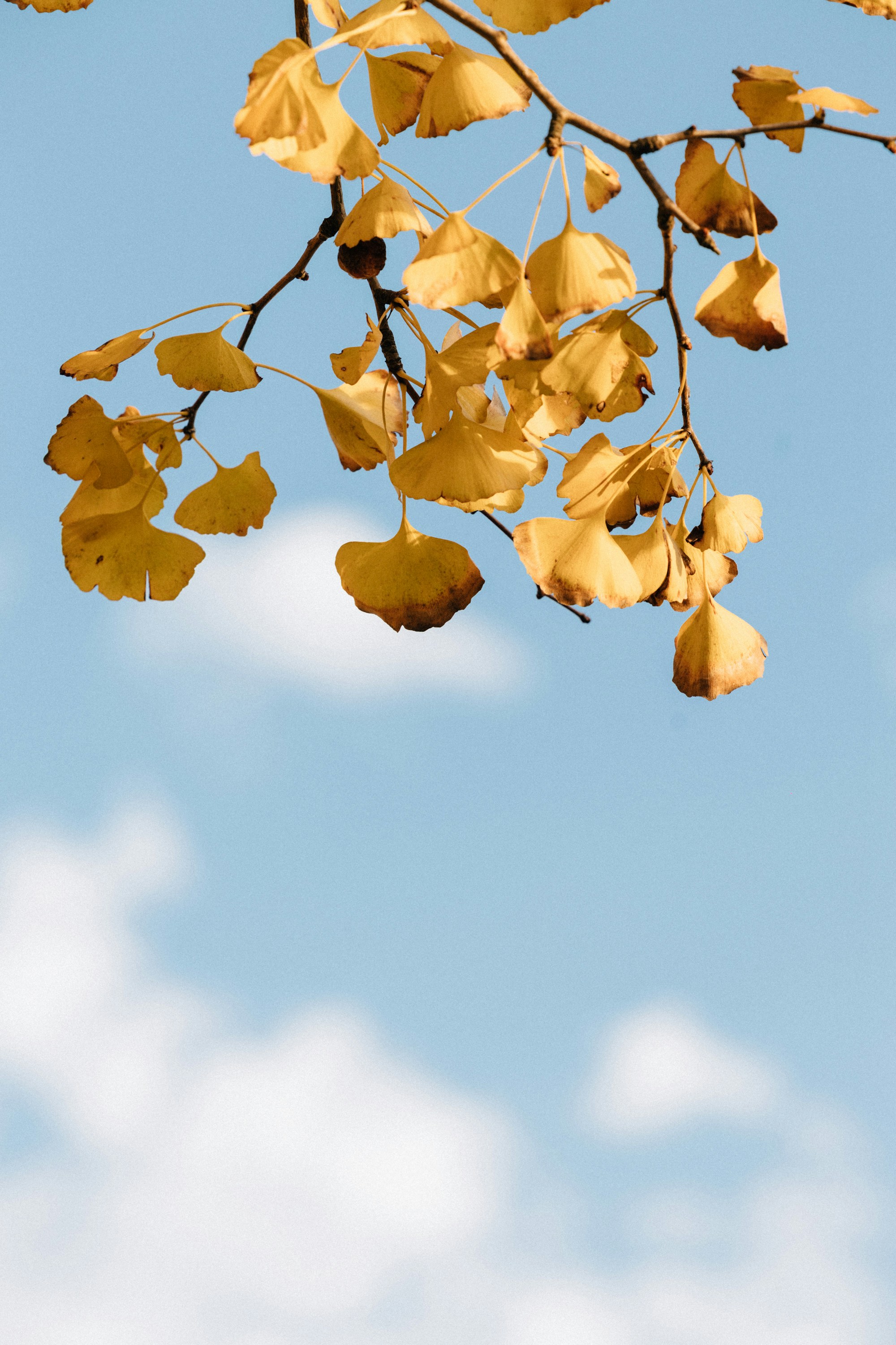 Photo by tsuyoshikozu