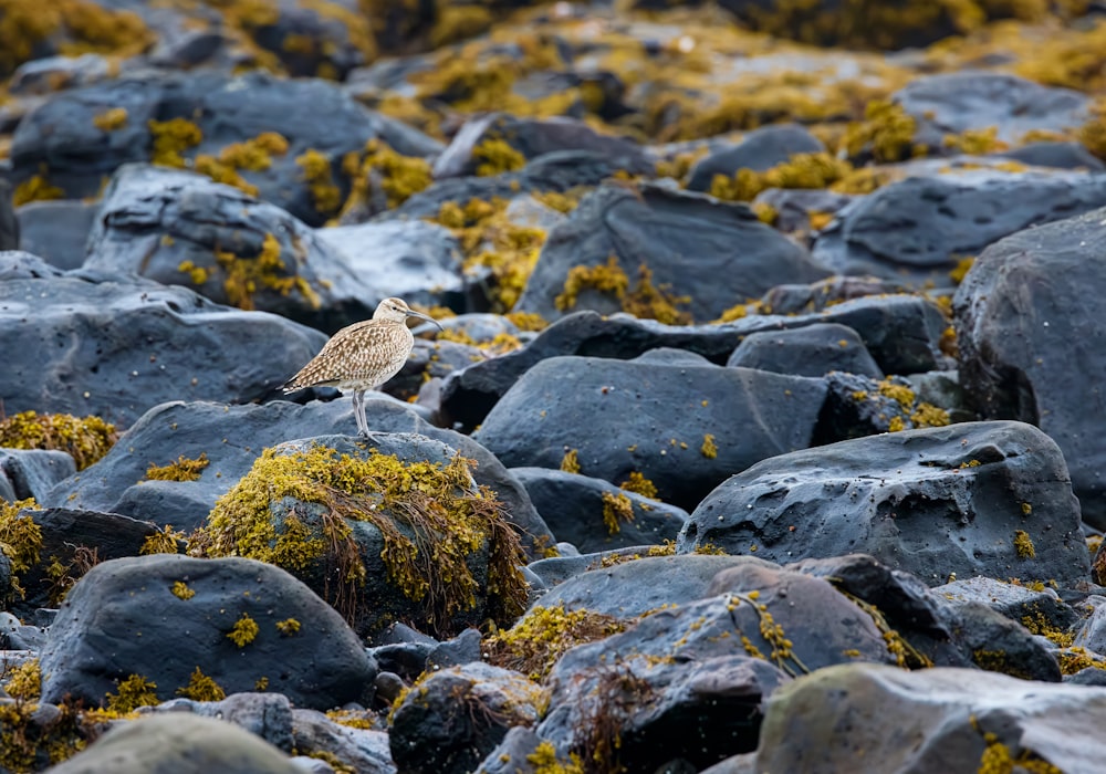 a small bird is standing on some rocks