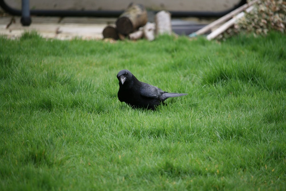 a black bird sitting on top of a lush green field