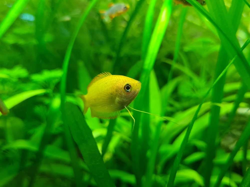 a small yellow fish in a green aquarium