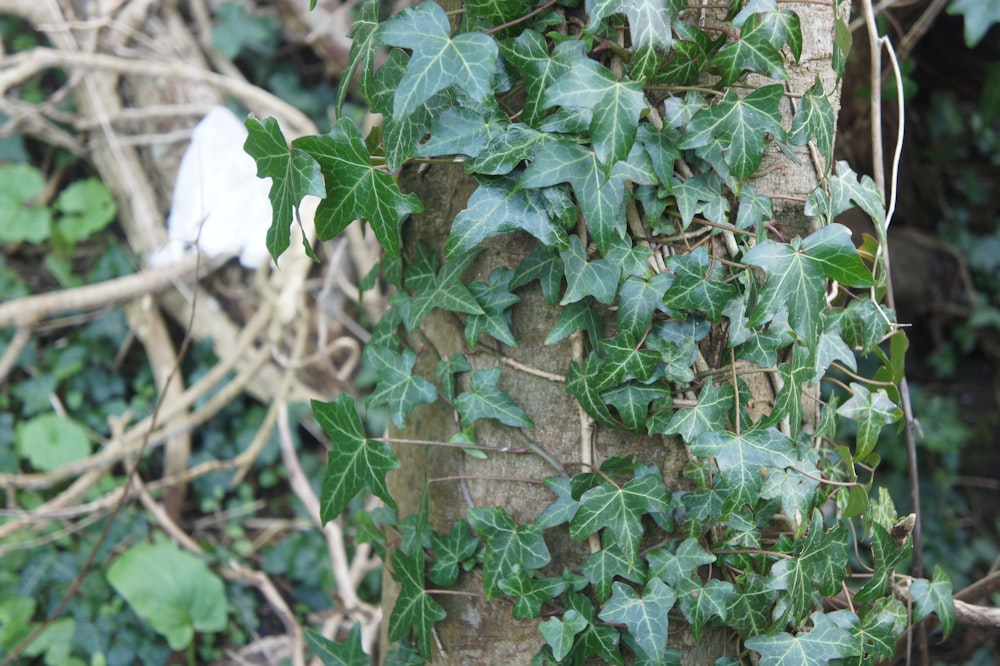 ivy growing on a tree trunk in a forest