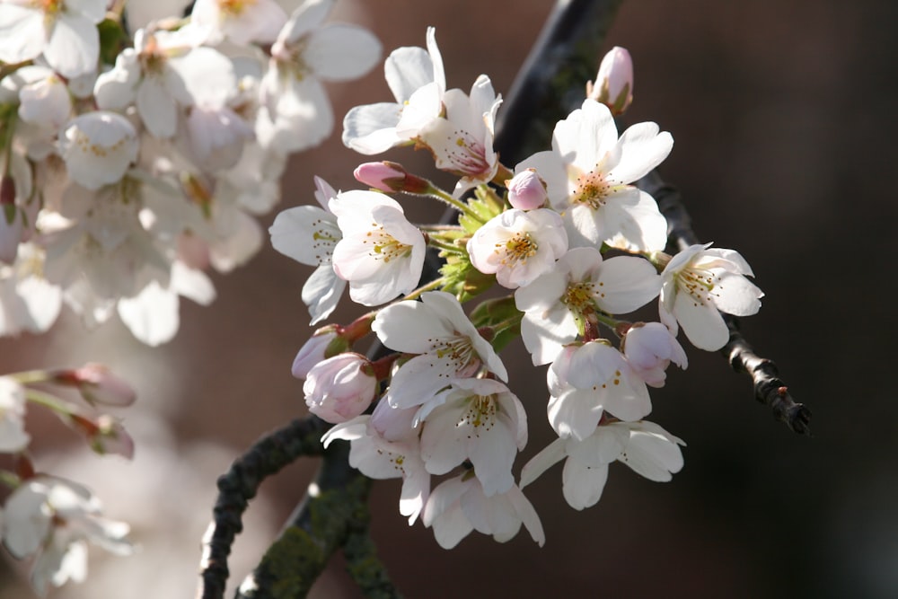 a close up of some white flowers on a tree