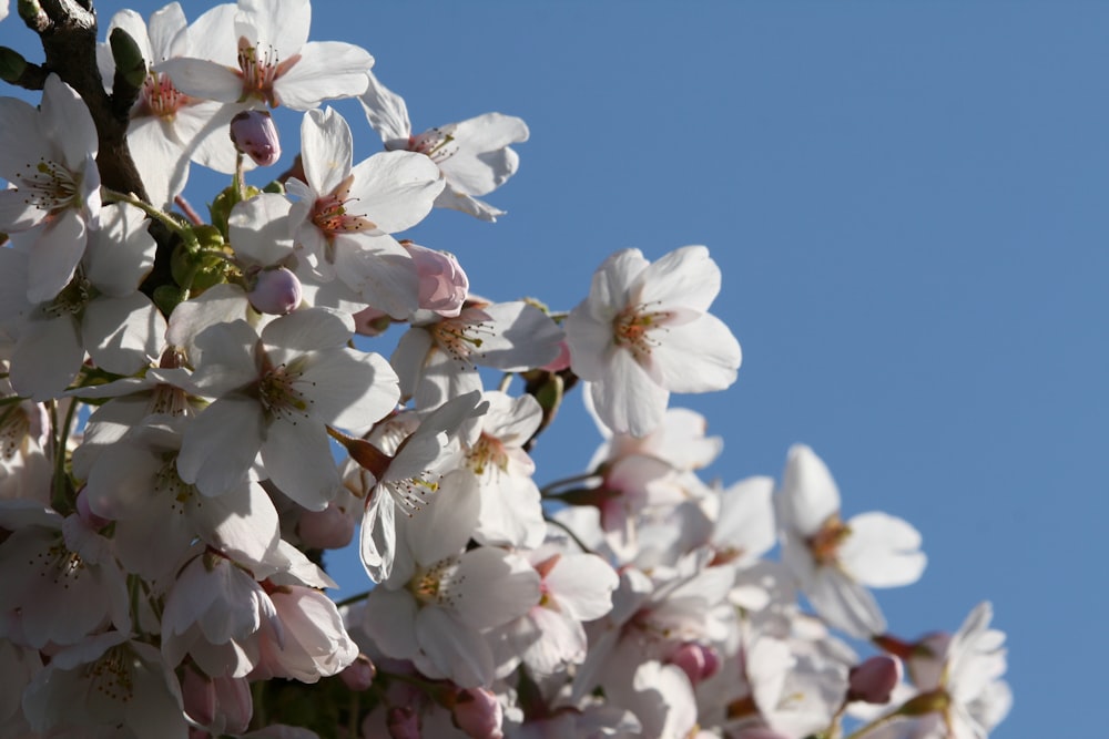 a close up of a tree with white flowers