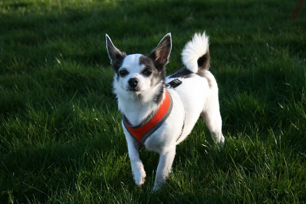 a small white and brown dog standing on top of a lush green field
