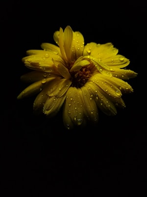 A vibrant yellow flower covered in dew drops is centered against a dark background, creating a striking contrast. The petals are detailed and texturized, showing the natural beauty and delicacy of the flower. The lighting highlights the droplets, giving the image a fresh and serene look.