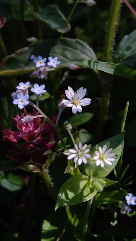 Close-up of various wildflowers, including small blue and white flowers, with lush green foliage in the background. The image highlights the delicate petals and natural beauty of the flowers under natural light.