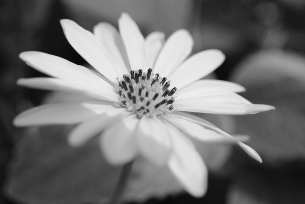 a black and white photo of a flower