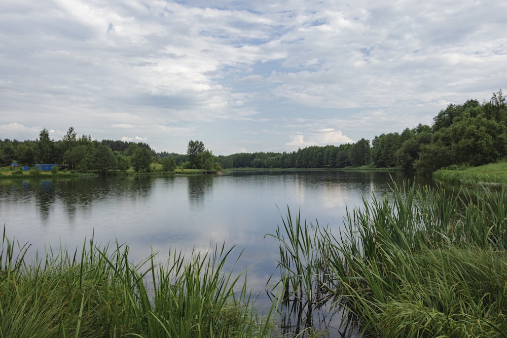um lago cercado por grama alta e árvores