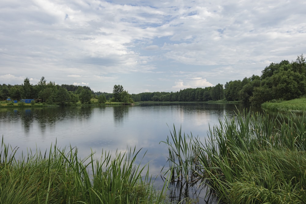 a lake surrounded by tall grass and trees